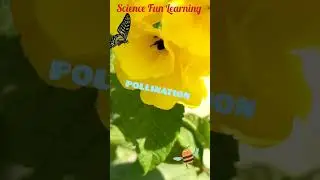 Pollination (परागण) 
