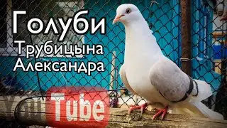 Курские голуби и Николаевские бокатые Трубицына Александра