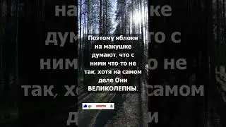 Женщины как яблоки. Мудрая притча