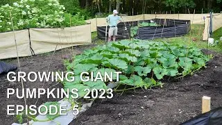 Growing Giant Pumpkins 2023 Episode 5 - Vine Burying