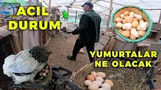 ACİL DURUM ! Gurk Tavuk Ölüyor Şimdi Ne Yapmalıyız - Kuluçka Makinesini Çalıştırdım -Yumurta Toplama