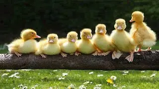 Funny ducks - Ducks' garden hunting trip