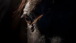 Youngblood || Equestrian Music Video