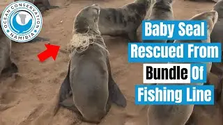 Baby Seal Rescued From Bundle Of Fishing Line