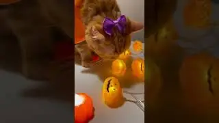 CAT TRAINING | HOW TO TRAIN YOUR CAT | CAT VIDEOS | HONEST CAT | MEOWMEOW | #shorts