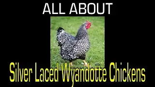 Silver Laced Wyandotte Chicken - Information