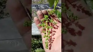 суцвіття. в очікуванні великих врожаїв винограду.