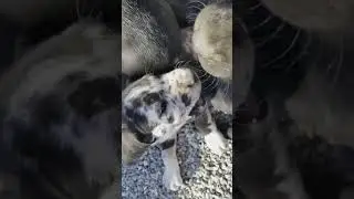 Danif Puppies Mastiff / Great Dane pups
