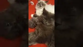 Кошачий досуг .