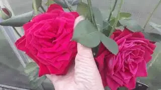 #rose