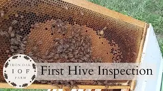 First Hive Inspection After Package Bee Installation