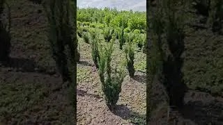 Тис ягодный колоновидный (Taxus baccata 
