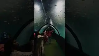 #aquarium #aquariumfish #shortsfeed #shorts #youtubeshorts #shortsvideo #winter #fish #fyp #park