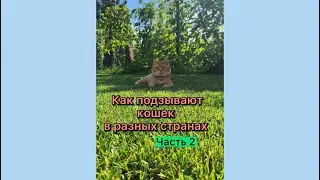 Как подзывают кошек в разных странах #котики #кот