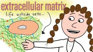 the extracellular matrix (& aging)