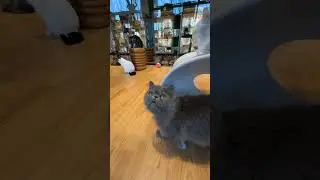 Cats Club|Cute cats daily life🐈(4) #cats #cute #shorts
