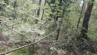 Белка в Лесу в Анциферово