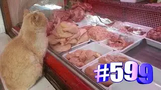 Смешные котики и другие животные (часть 1)😍💯😘🐱