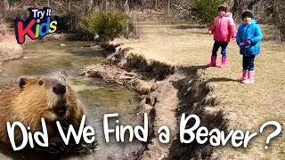 Did We Find A Beaver? Kids Go On An Adventure In Search Of A Beaver