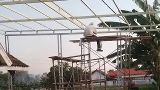 nyemprot kanopi