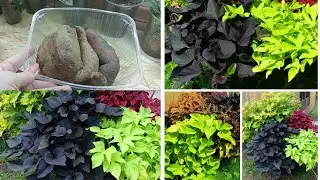Ипомея Батат. Ставлю клубни на проращивание.