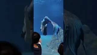 Cara merilis/melepaskan ikan ke air yang benar