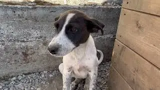 Спасли собачку на озере и привезли домой/Купаем овчарку Эльзу после лечения от саркомы