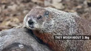 Groundhog Fun Facts for Kids