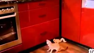 Прикол!Зверьки хотят кушать