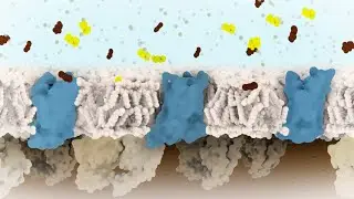 Caffeine and Adenosine: Antagonist and Agonist