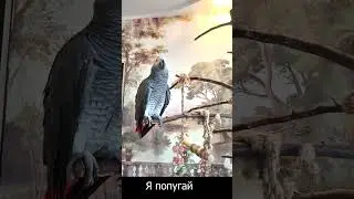 ✅ ПЕТРУНЯ КОТ?🤣 ЖАКО ПЕТРУНЯ 🐦FUNNY PARROT ZHAKO PETRUNYA 🔥 (СУБТИТРЫ) #Shorts #parrot #funny