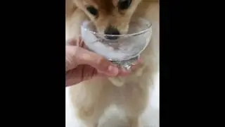 Шпиц - любитель мороженого!