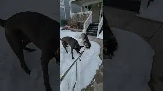 Appa the Husky gets very excited for snow!  #husky #dog #huskyfun