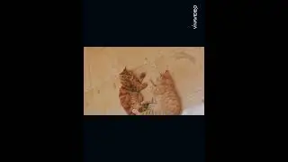 Ameer & leo fighting #cat #kittypets #kittey #yourcat #catlover #cutekittten #animals