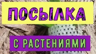 Посылка с растениями из СЗ. Оболочка таблеток. Сажаем каллы.