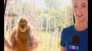 creepy orangutan