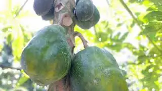 PHOTOGRAPHY (Theme:Fruits)