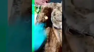 Варежка уют,  чистим меховую  шубу
