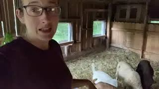 UPDATE! Baby Goat Injury! #homesteading #goats #ditl