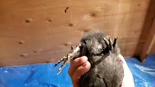 Chick has injured leg