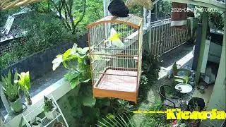 MUTER VIDIO INI DI MANA SAJA BEBAS ROYALTI! VARIASI KICAU BURUNG KENARI SI GIBO JENIS F1 GIBOSO