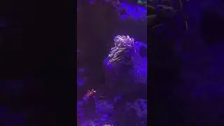Факельна эуфилия #reef #reels #new #top #морскойаквариум #magic