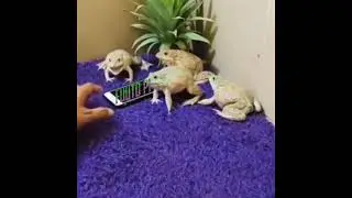 [Edits Feos] Los fans de W evitando que el otaku toque a Fuuto Pi