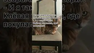 Встречаются конь и зебра… 😁 анекдот от кожаного.