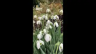 National Snowdrop Day 🤍