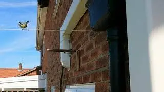 GoPro Labs Motion Activation Capturing our little friend