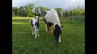 Winnie's foal arrived - meet Wendy