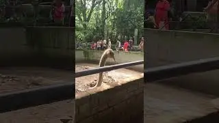 Ostrich begging for food