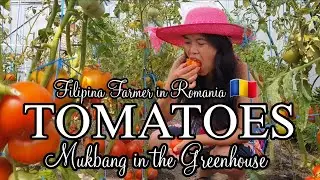 MUKBANG - FRESH TOMATOES IN THE GREENHOUSE | MARGELYN MOLDOVAN