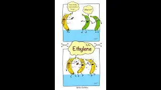 Ethylene (Plant Hormone) & Fruit Ripening | Laugh & Learn | Brar Scribbles